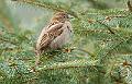 Gråspurv - House Sparrow (Passer domesticus)female